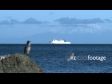 Ferry Boat Wellington 1 1779